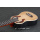 2021 Novo design de ukulele elétrico de alta acústica